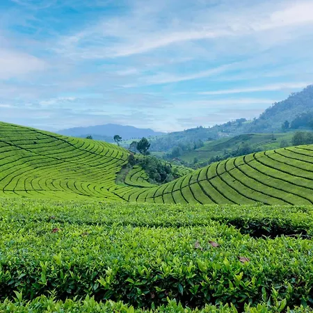 Stayvista's Tree Tops & Tea Trails: Mountain-View Villa in Tea Plantation-2